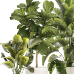 Set of beautiful plants Strelitzia Ficus Cereus in pots 1359