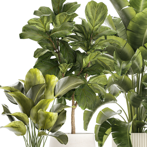 Set of beautiful plants Strelitzia Ficus Cereus in pots 1359