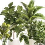 Set of beautiful plants Strelitzia Ficus Cereus in pots 1359