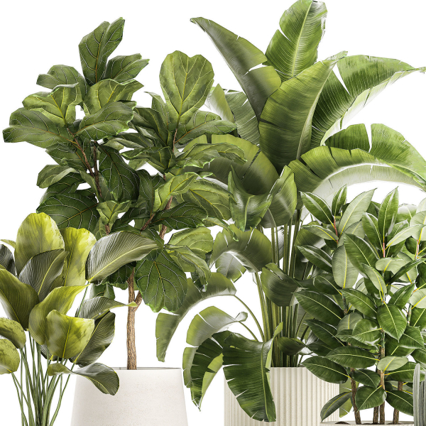 Set of beautiful plants Strelitzia Ficus Cereus in pots 1359