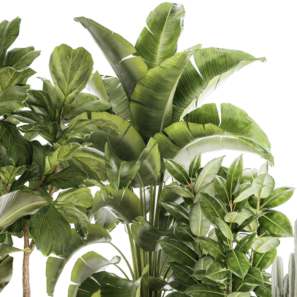 Set of beautiful plants Strelitzia Ficus Cereus in pots 1359