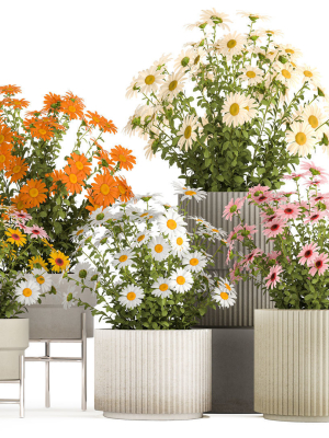 set-of-garden-flower-bushes-chamomile-chrysanthemum-1472-3d-model-10a2b4f140