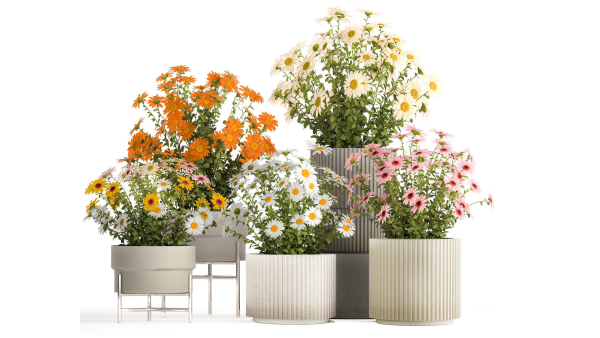 Set of garden flower bushes Chamomile Chrysanthemum 1472