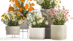 Set of garden flower bushes Chamomile Chrysanthemum 1472