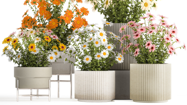 Set of garden flower bushes Chamomile Chrysanthemum 1472