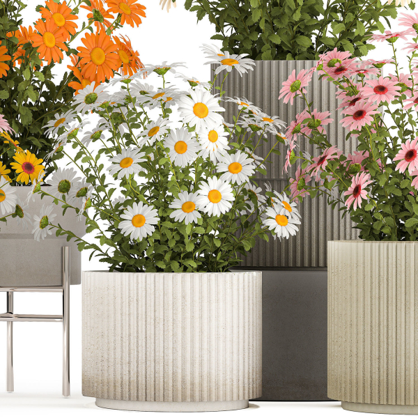 Set of garden flower bushes Chamomile Chrysanthemum 1472
