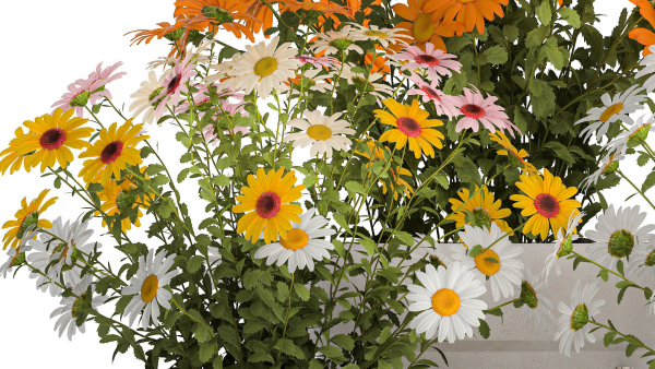 Set of garden flower bushes Chamomile Chrysanthemum 1472