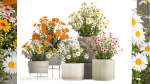 Set of garden flower bushes Chamomile Chrysanthemum 1472
