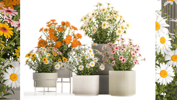 Set of garden flower bushes Chamomile Chrysanthemum 1472
