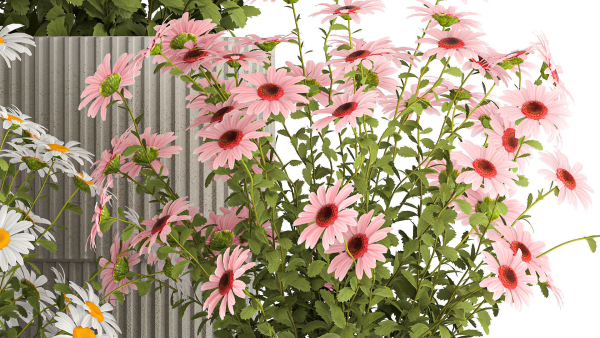 Set of garden flower bushes Chamomile Chrysanthemum 1472