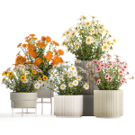 Set of garden flower bushes Chamomile Chrysanthemum 1472