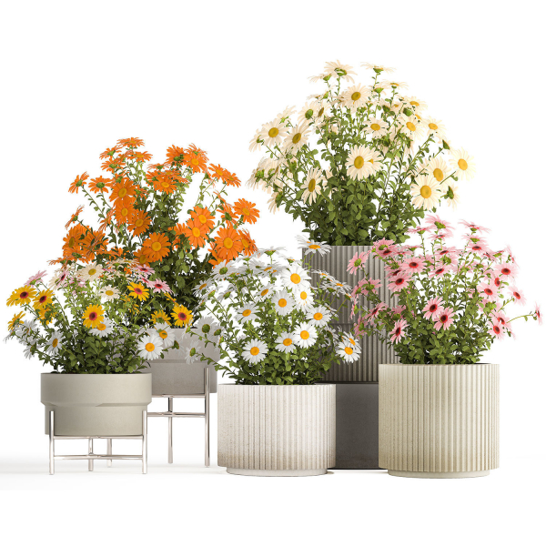 Set of garden flower bushes Chamomile Chrysanthemum 1472
