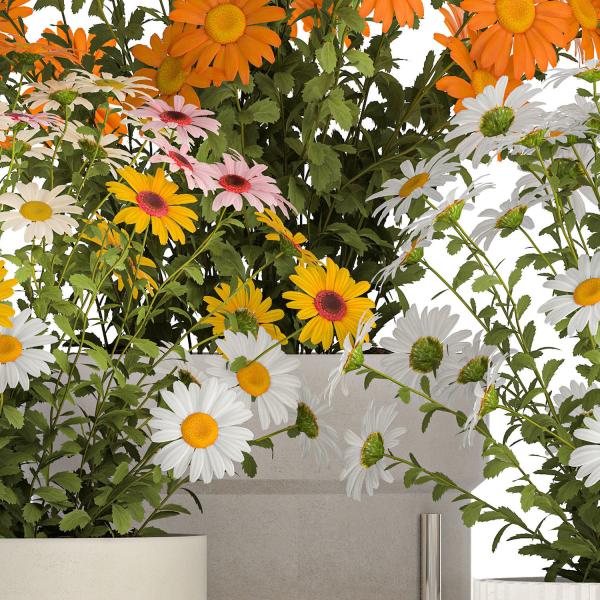 Set of garden flower bushes Chamomile Chrysanthemum 1472
