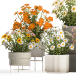Set of garden flower bushes Chamomile Chrysanthemum 1472