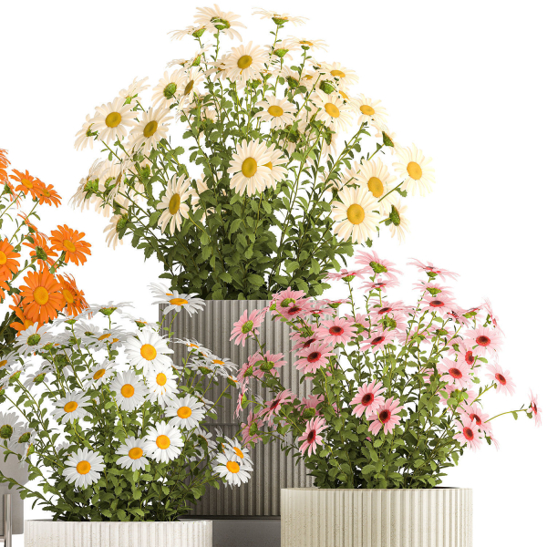 Set of garden flower bushes Chamomile Chrysanthemum 1472