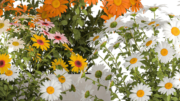 Set of garden flower bushes Chamomile Chrysanthemum 1472