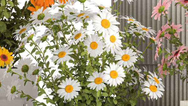 Set of garden flower bushes Chamomile Chrysanthemum 1472