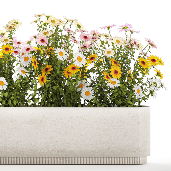 Set of garden flower bushes Chamomile Chrysanthemum 1474