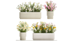 Set of garden flower bushes Chamomile Chrysanthemum 1474