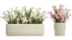 Set of garden flower bushes Chamomile Chrysanthemum 1474