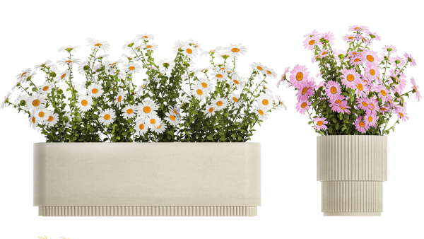 Set of garden flower bushes Chamomile Chrysanthemum 1474