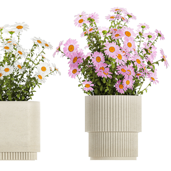Set of garden flower bushes Chamomile Chrysanthemum 1474