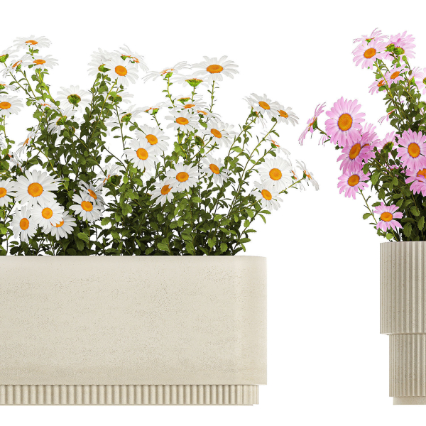 Set of garden flower bushes Chamomile Chrysanthemum 1474