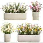 Set of garden flower bushes Chamomile Chrysanthemum 1474