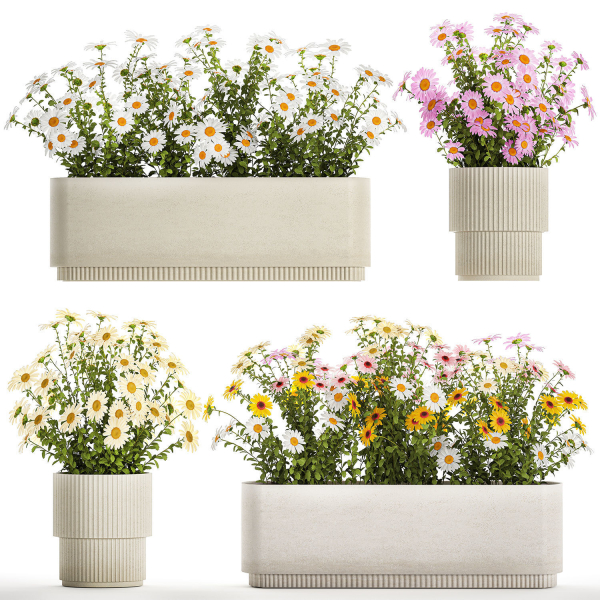Set of garden flower bushes Chamomile Chrysanthemum 1474