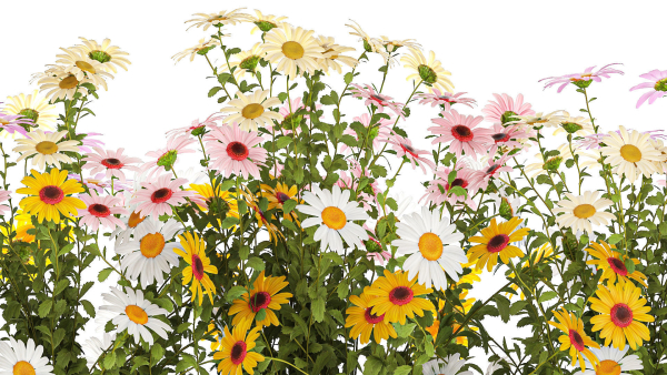 Set of garden flower bushes Chamomile Chrysanthemum 1474