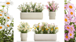 Set of garden flower bushes Chamomile Chrysanthemum 1474