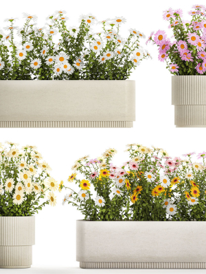 Set of garden flower bushes Chamomile Chrysanthemum 1474