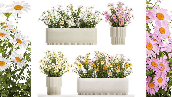 Set of garden flower bushes Chamomile Chrysanthemum 1474