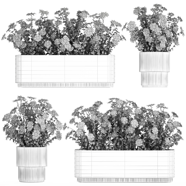 Set of garden flower bushes Chamomile Chrysanthemum 1474