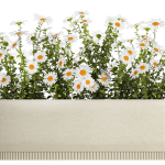 Set of garden flower bushes Chamomile Chrysanthemum 1474