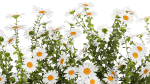 Set of garden flower bushes Chamomile Chrysanthemum 1474