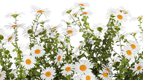 Set of garden flower bushes Chamomile Chrysanthemum 1474