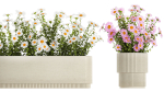 Set of garden flower bushes Chamomile Chrysanthemum 1474