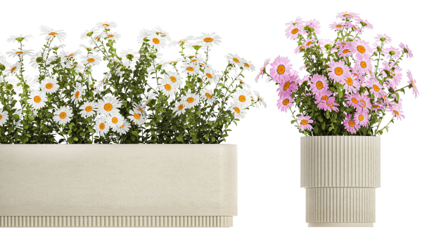 Set of garden flower bushes Chamomile Chrysanthemum 1474