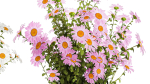 Set of garden flower bushes Chamomile Chrysanthemum 1474