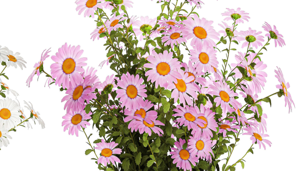 Set of garden flower bushes Chamomile Chrysanthemum 1474