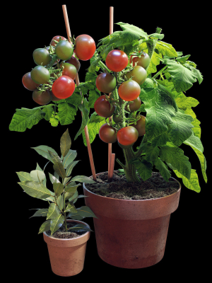 set-of-plants-06-3d-model-max-obj-fbx