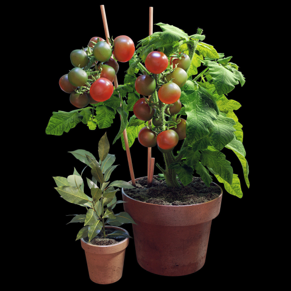 Set of plants 06