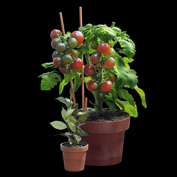 Set of plants 06