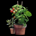 Set of plants 06