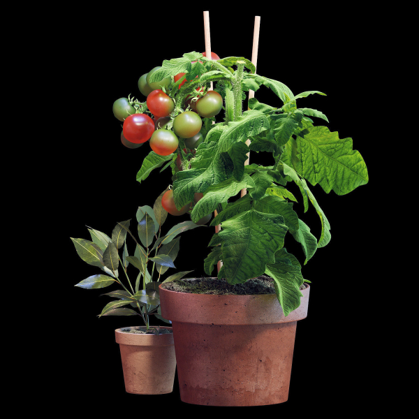 Set of plants 06