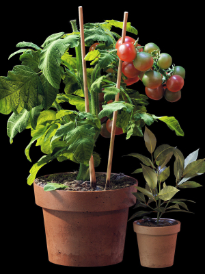 Set of plants 06