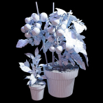 Set of plants 06