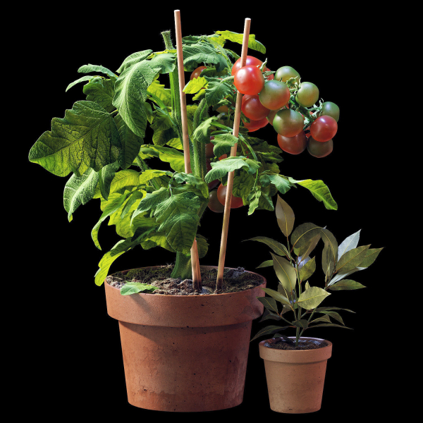 Set of plants 06
