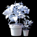 Set of plants 06